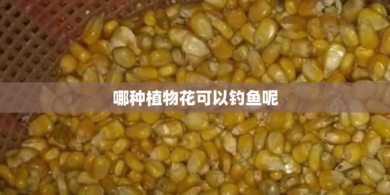 哪种植物花可以钓鱼呢
