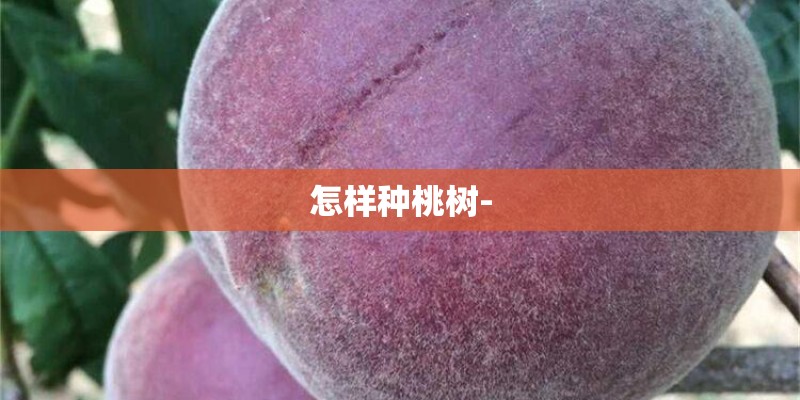 怎样种桃树-
