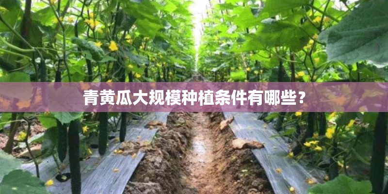青黄瓜大规模种植条件有哪些？