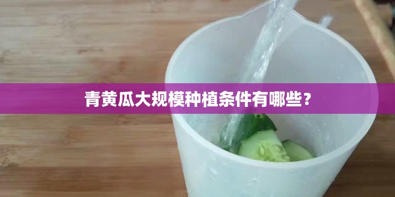 青黄瓜大规模种植条件有哪些？