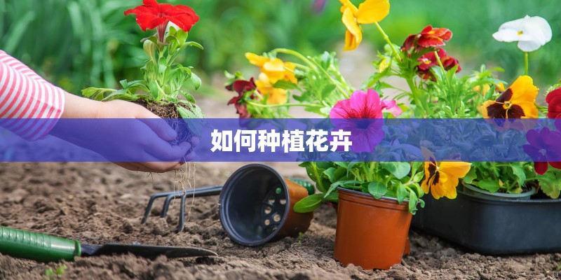 如何种植花卉
