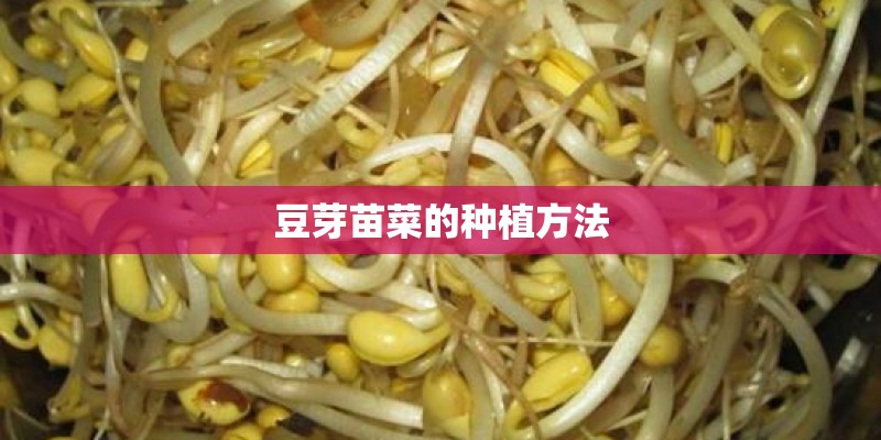 豆芽苗菜的种植方法