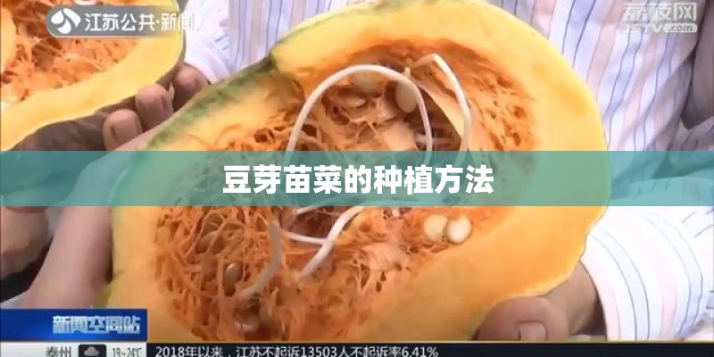 豆芽苗菜的种植方法