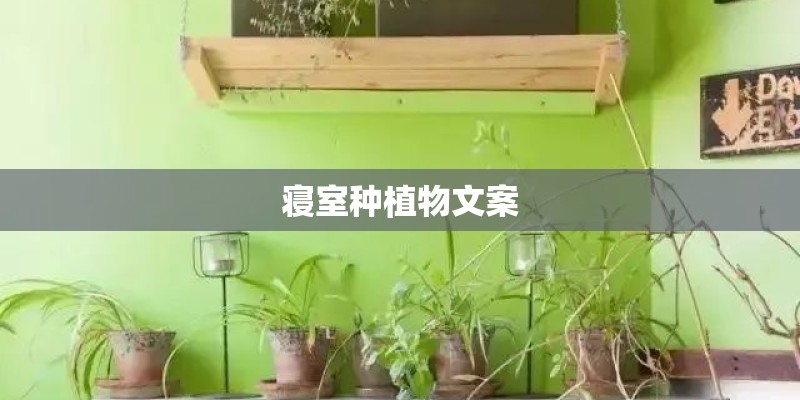 寝室种植物文案 寝室种植物文案