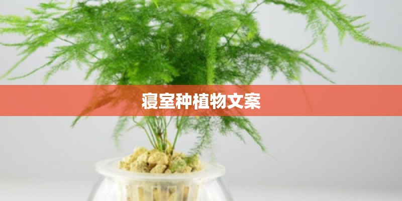 寝室种植物文案 寝室种植物文案