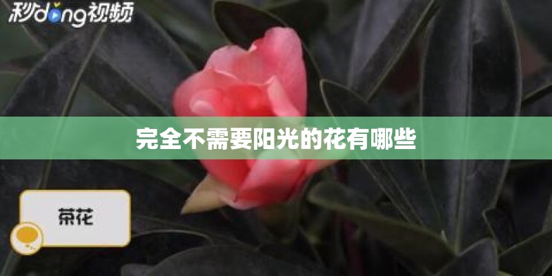 完全不需要阳光的花有哪些