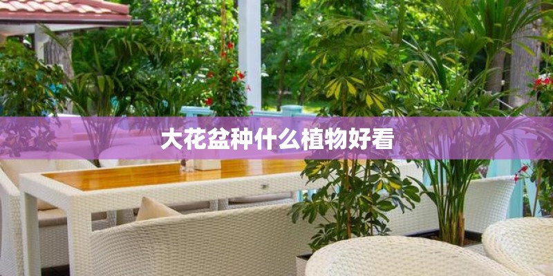 大花盆种什么植物好看