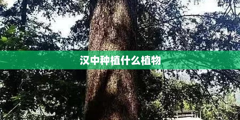 汉中种植什么植物