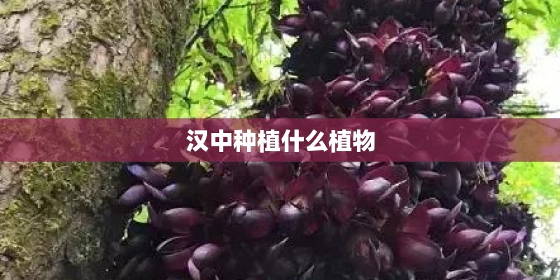 汉中种植什么植物