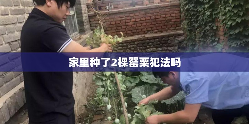 家里种了2棵罂粟犯法吗