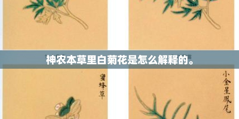 神农本草里白菊花是怎么解释的。