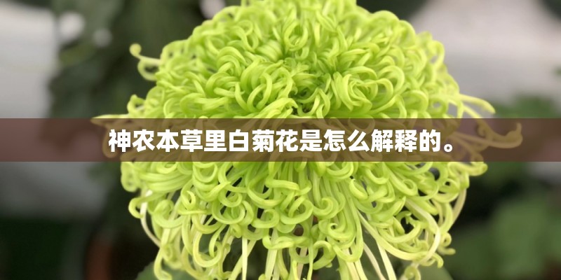 神农本草里白菊花是怎么解释的。