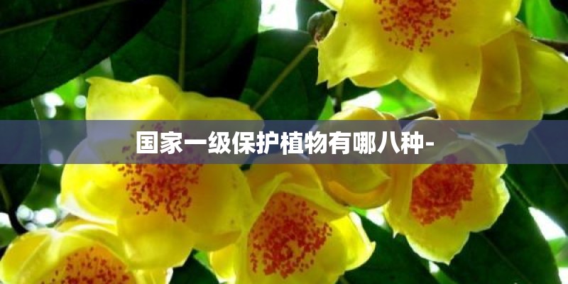 国家一级保护植物有哪八种-
