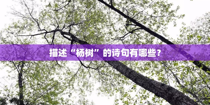 描述“杨树”的诗句有哪些？
