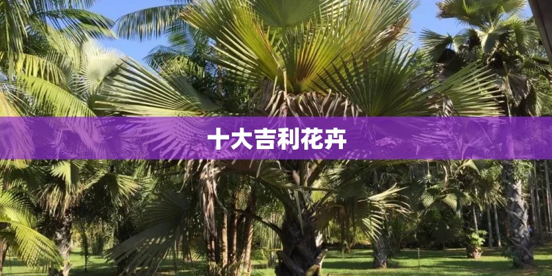 十大吉利花卉