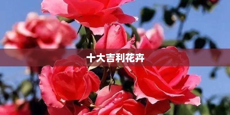十大吉利花卉