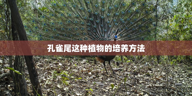 孔雀尾这种植物的培养方法