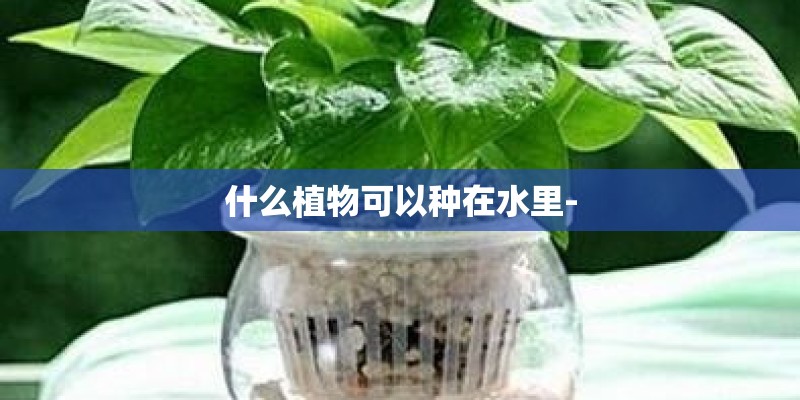 什么植物可以种在水里-