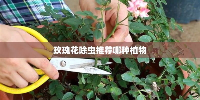 玫瑰花除虫推荐哪种植物