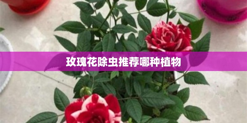 玫瑰花除虫推荐哪种植物
