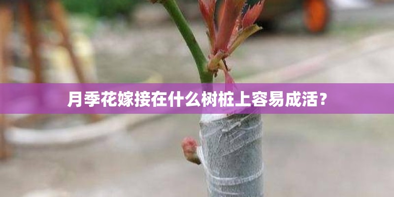 月季花嫁接在什么树桩上容易成活？