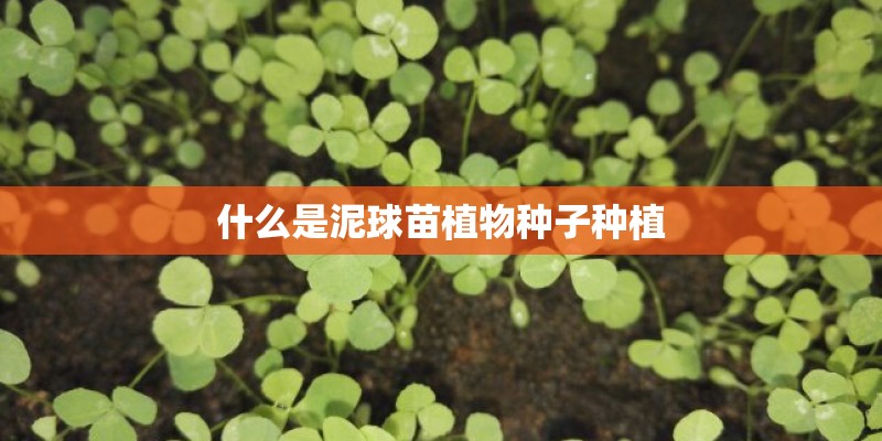 什么是泥球苗植物种子种植 什么是泥球苗植物种子种植