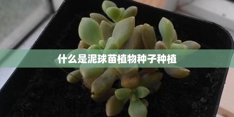 什么是泥球苗植物种子种植 什么是泥球苗植物种子种植