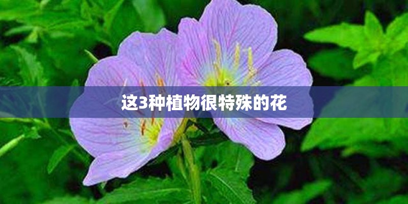 这3种植物很特殊的花