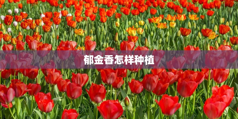 郁金香怎样种植