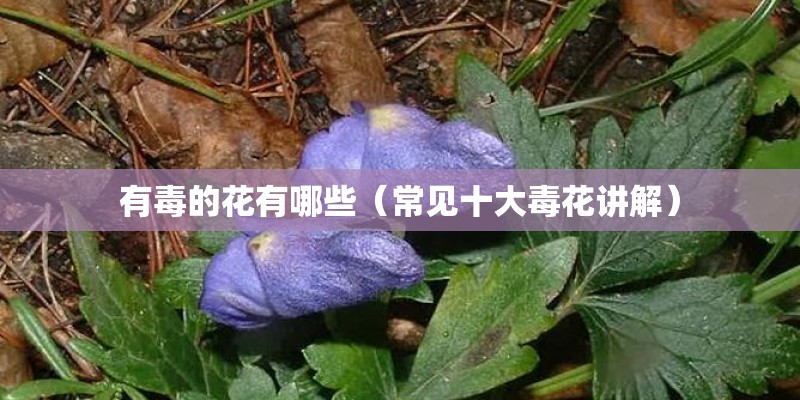 有毒的花有哪些（常见十大毒花讲解）