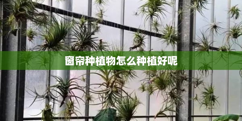 窗帘种植物怎么种植好呢