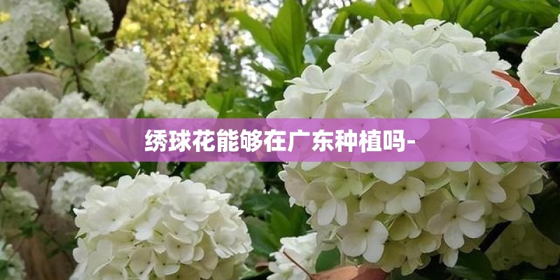 绣球花能够在广东种植吗-