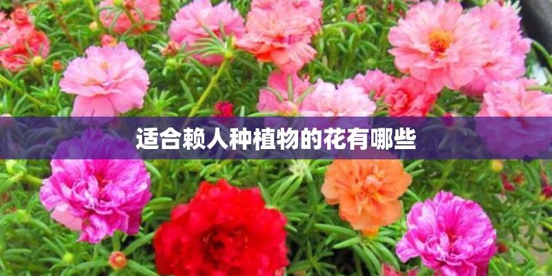 适合赖人种植物的花有哪些