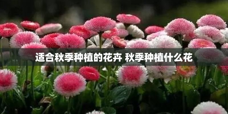 适合秋季种植的花卉 秋季种植什么花