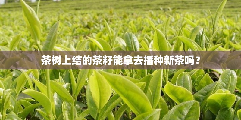 茶树上结的茶籽能拿去播种新茶吗？