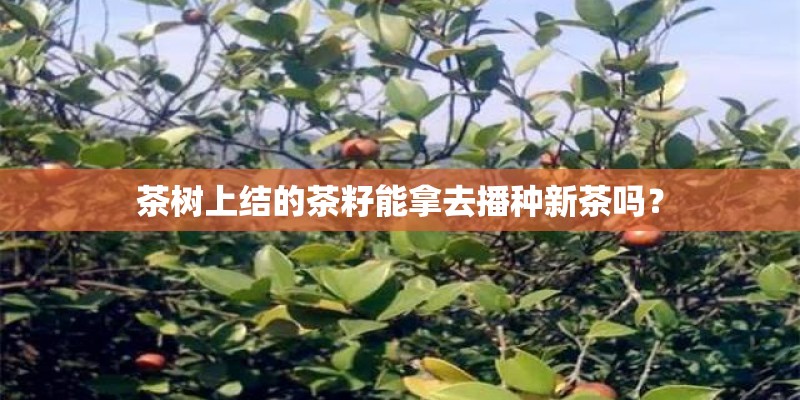 茶树上结的茶籽能拿去播种新茶吗？