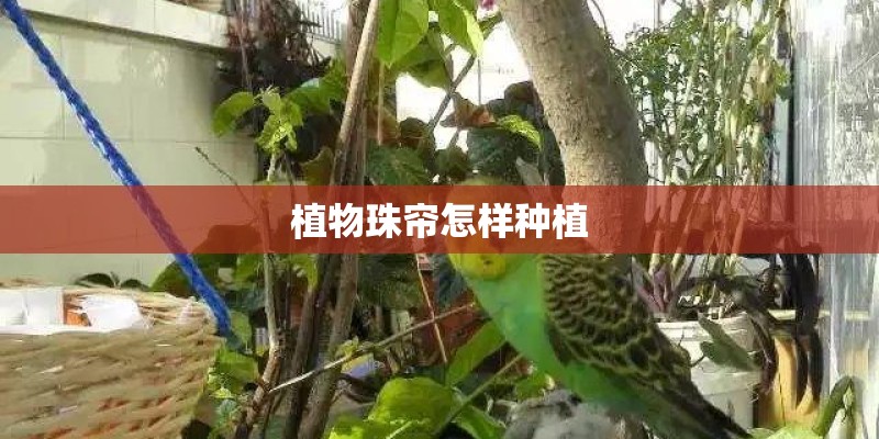 植物珠帘怎样种植
