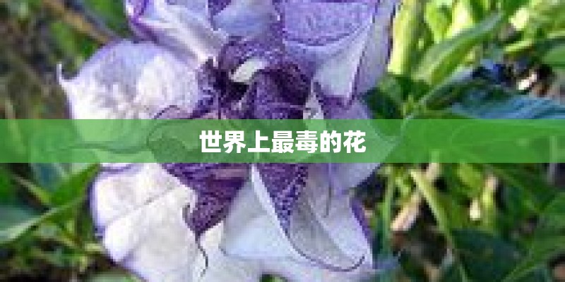 世界上最毒的花