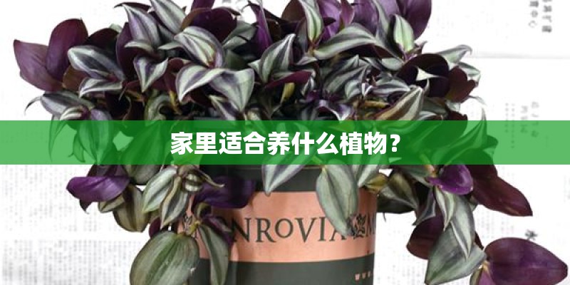 家里适合养什么植物？