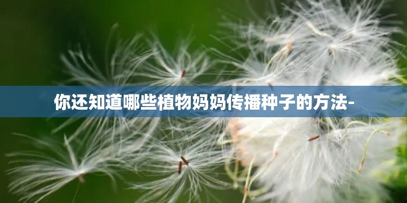 你还知道哪些植物妈妈传播种子的方法-