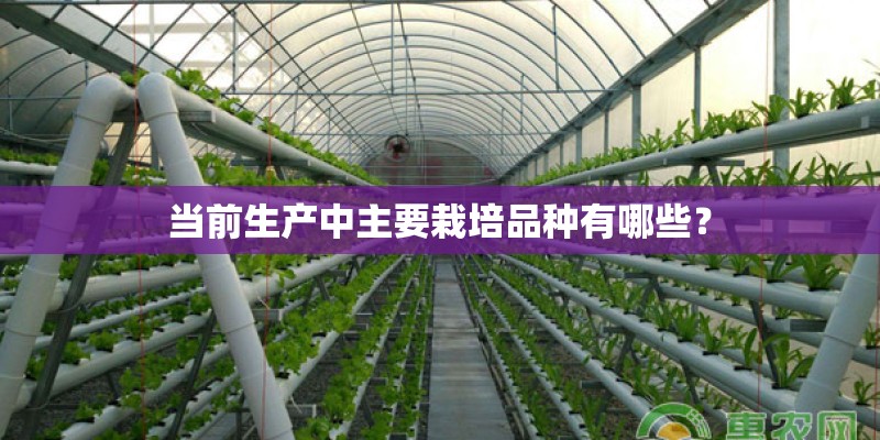 当前生产中主要栽培品种有哪些？