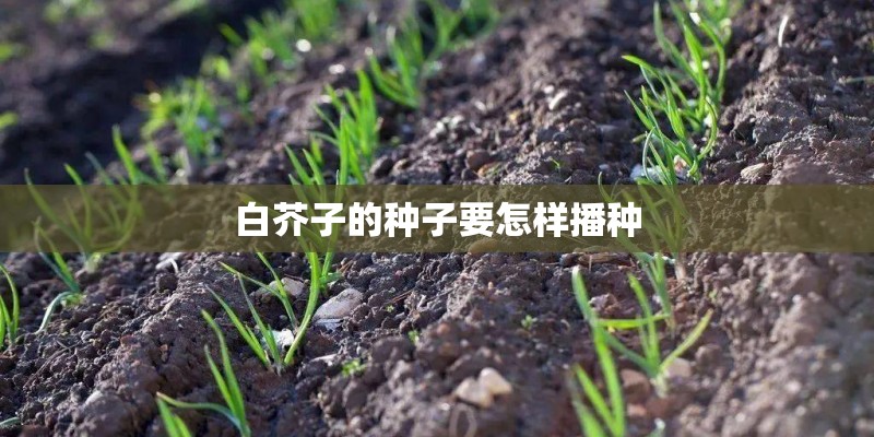 白芥子的种子要怎样播种