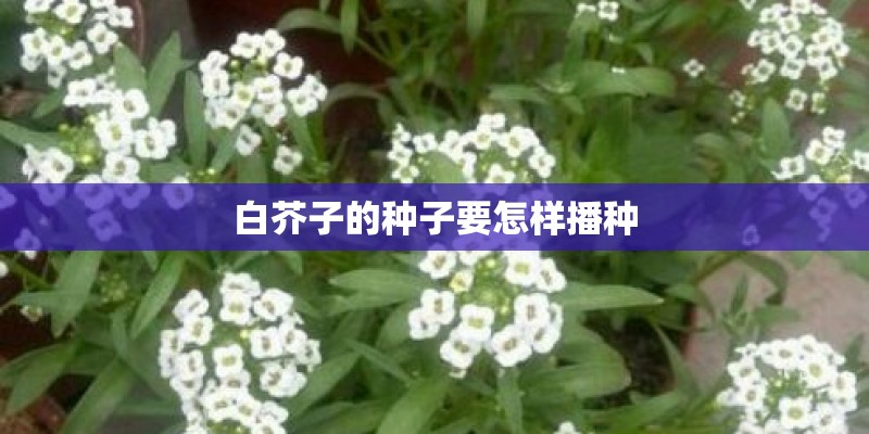白芥子的种子要怎样播种