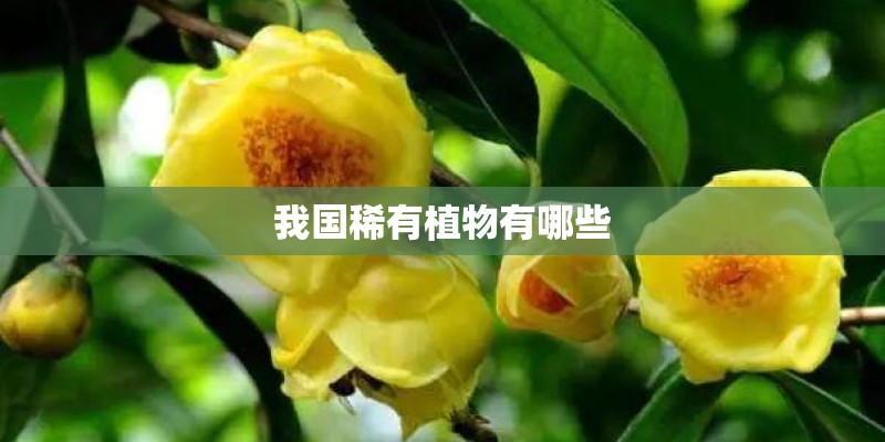 我国稀有植物有哪些