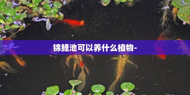 锦鲤池可以养什么植物-