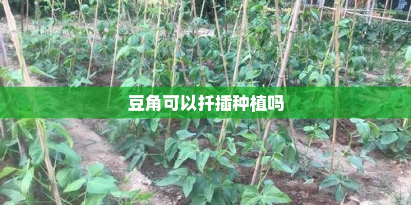 豆角可以扦插种植吗