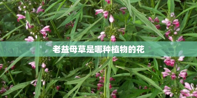 老益母草是哪种植物的花