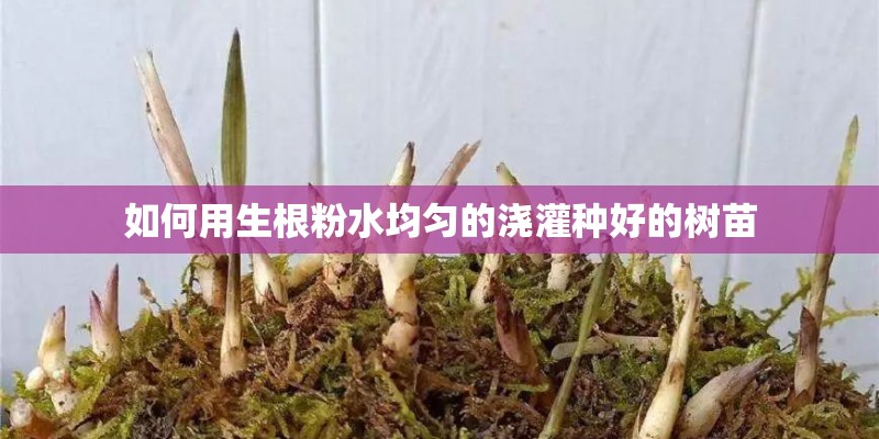 如何用生根粉水均匀的浇灌种好的树苗