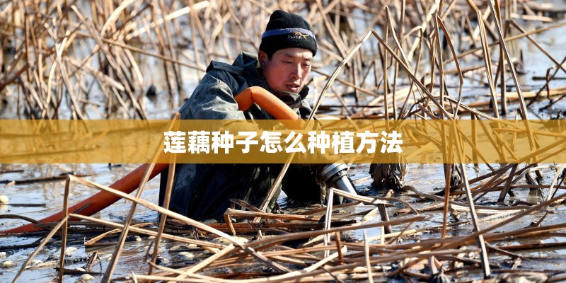 莲藕种子怎么种植方法 莲藕种子怎么种植方法