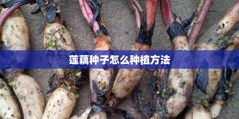 莲藕种子怎么种植方法 莲藕种子怎么种植方法